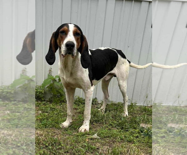 Medium Photo #1 Treeing Walker Coonhound-Unknown Mix Puppy For Sale in Sykesville, MD, USA