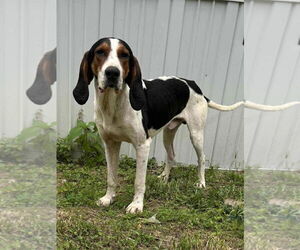Treeing Walker Coonhound-Unknown Mix Dogs for adoption in Sykesville, MD, USA