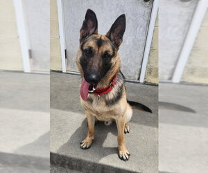 German Shepherd Dog-Unknown Mix Dogs for adoption in North Myrtle Beach, SC, USA