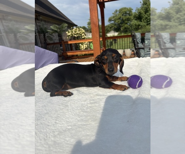 Medium Photo #6 Dachshund Puppy For Sale in GREENFIELD, IN, USA