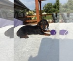 Small #5 Dachshund