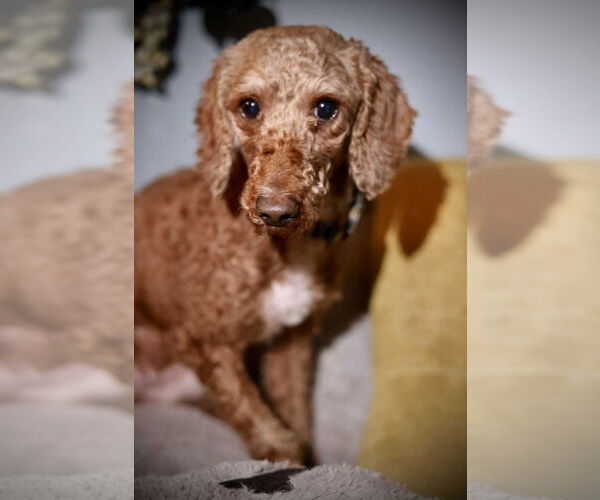 Medium Photo #4 Poodle (Miniature)-Unknown Mix Puppy For Sale in Duluth, MN, USA