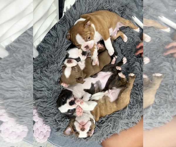 Medium Photo #1 Boston Terrier Puppy For Sale in CRYSTAL, MN, USA
