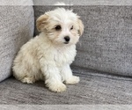Small Photo #3 Morkie Puppy For Sale in ATL, GA, USA