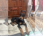 Small Photo #1 Doberman Pinscher Puppy For Sale in FREMONT, IN, USA