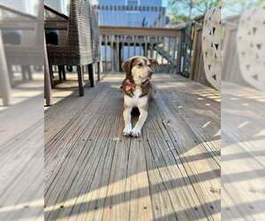 Siberian Husky-Unknown Mix Dogs for adoption in Overland Park, KS, USA