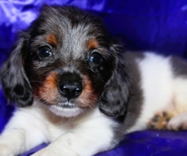 Medium Photo #1 Dachshund Puppy For Sale in BLMGTN, IN, USA