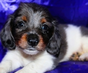 Dachshund Puppy for sale in BLMGTN, IN, USA
