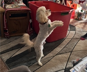 Father of the Maltipoo (Toy) puppies born on 03/30/2026