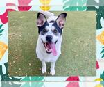 Small #1 Border Collie Mix
