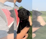 Small Photo #22 Labrador Retriever Puppy For Sale in FREDERICKSBG, OH, USA