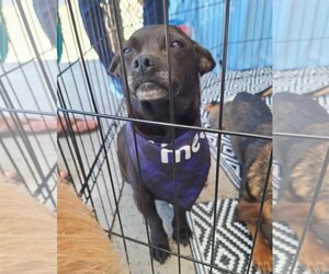 Pembroke Welsh Corgi-Pug Mix Dogs for adoption in Chico, CA, USA