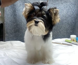 Biewer Terrier Puppy for sale in LATHRUP VILLAGE, MI, USA