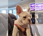 Small #2 French Bulldog