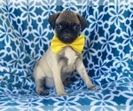 Small Photo #4 Pug Puppy For Sale in LAKELAND, FL, USA