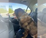 Small #4 Chow Chow Mix