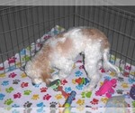 Small #11 Cavapoo-Poodle (Miniature) Mix