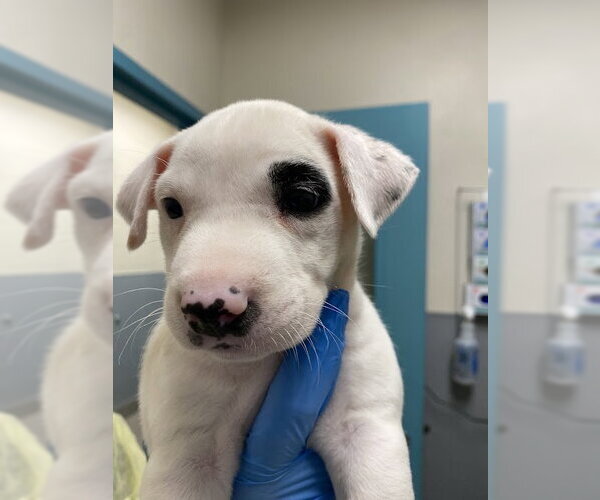 Medium Photo #1 Mutt Puppy For Sale in Las Vegas, NV, USA