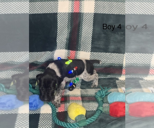 Medium Photo #8 German Shorthaired Pointer Puppy For Sale in BOOMER, NC, USA