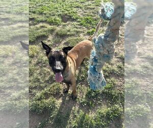 Mutt Dogs for adoption in Imlay City, MI, USA