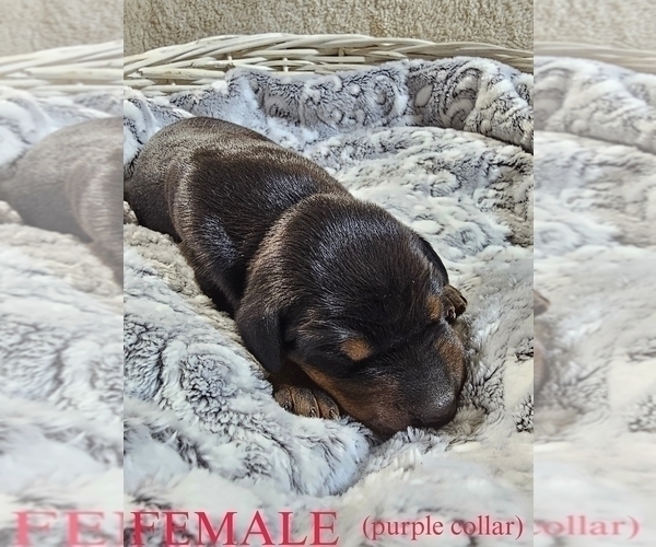 Medium Photo #2 Doberman Pinscher Puppy For Sale in COTTON, MN, USA