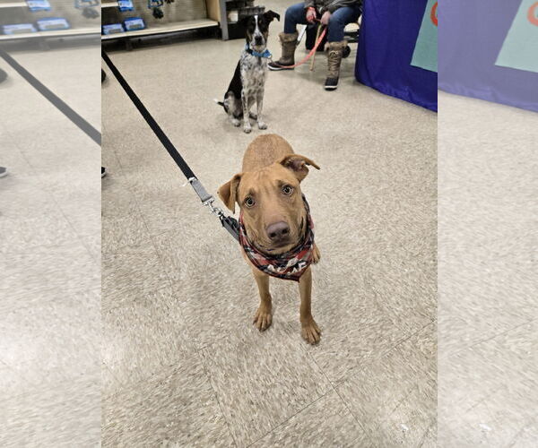 Medium Photo #3 American Pit Bull Terrier-Labrador Retriever Mix Puppy For Sale in Minneapolis, MN, USA