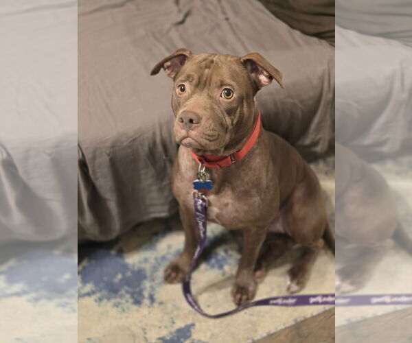 Medium Photo #4 American Staffordshire Terrier Puppy For Sale in Rosenberg, TX, USA