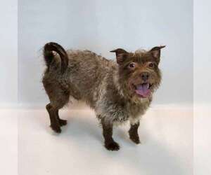 McGruff - Male Mutt Dog for Adoption - Photo #5
