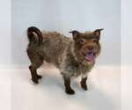 Small #4 Mutt