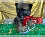 Small #45 Pomeranian