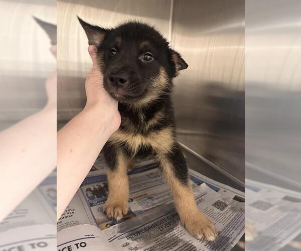 Medium Photo #2 German Shepherd Dog-Unknown Mix Puppy For Sale in Houston, TX, USA