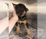 Small #1 German Shepherd Dog Mix