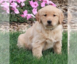 Golden Retriever Puppy for sale in FREDERICKSBURG, OH, USA
