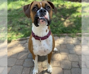 Boxer Puppy for sale in ELK GROVE, CA, USA