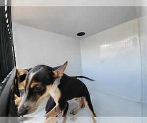 German Shepherd Dog-Unknown Mix Dogs for adoption in Houston, TX, USA