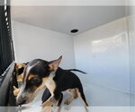 Small German Shepherd Dog Mix