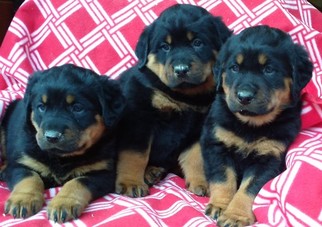 Rottweiler Puppy for sale in CONOWINGO, MD, USA