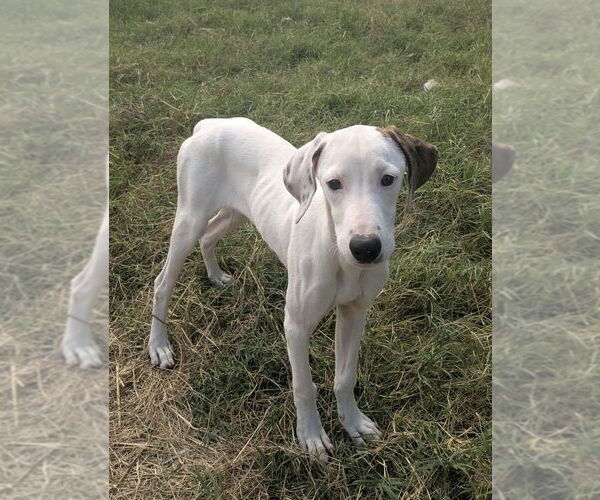 Medium Photo #7 Mutt Puppy For Sale in Boston, MA, USA