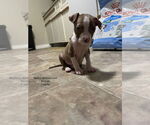 Small #2 American Staffordshire Terrier Mix