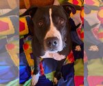 Small #3 American Pit Bull Terrier Mix