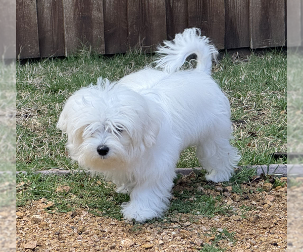 Medium Photo #2 Maltese Puppy For Sale in McKinney, TX, USA