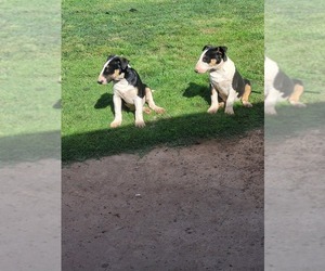 Bull Terrier Puppy for sale in OKLAHOMA CITY, OK, USA