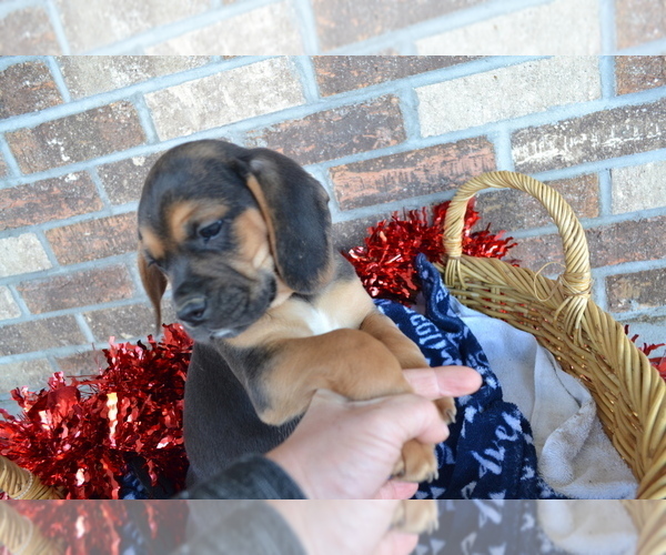 Medium Photo #9 Jug Puppy For Sale in GREENWOOD, WI, USA