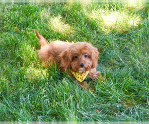 Cavapoo (Miniature) Puppy for sale in SYRACUSE, IN, USA