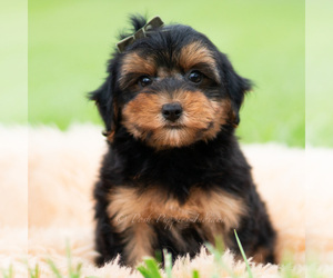 Medium Yorkipoo
