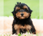 Puppy 9 Yorkipoo