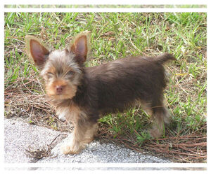 Yorkshire Terrier Puppy for sale in DELTONA, FL, USA