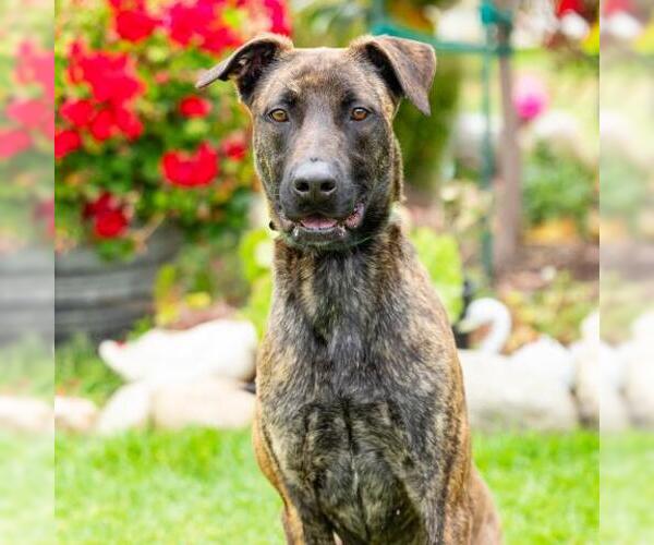 Medium Photo #1 Mutt Puppy For Sale in Camarillo, CA, USA