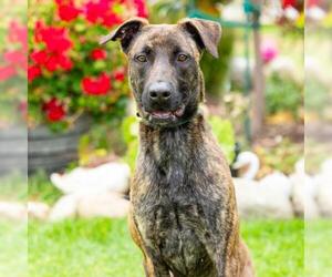 Mutt Dogs for adoption in Camarillo, CA, USA