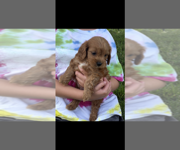 Medium Photo #5 Cavapoo (Toy) Puppy For Sale in NILES, MI, USA